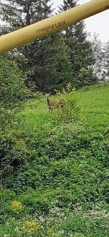 Pensiunea Tora Vatra Dornei Buitenkant foto